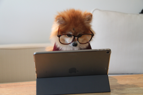 Dog wearing glasses working on a computer